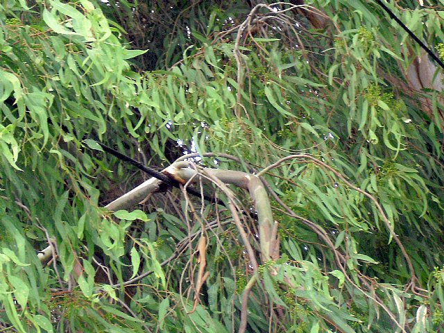 Vecinos de la Avenida de Europa preocupados porque las ramas de un árbol están desgastando el cableado de una línea de media tensión - 1, Foto 1