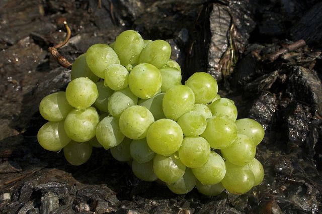El Grupo Hortiberia repartirá gratuitamente 1.000 lotes de uva durante la mañana del próximo 31 de diciembre en Murcia - 1, Foto 1