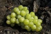 El Grupo Hortiberia repartirá gratuitamente 1.000 lotes de uva durante la mañana del próximo 31 de diciembre en Murcia