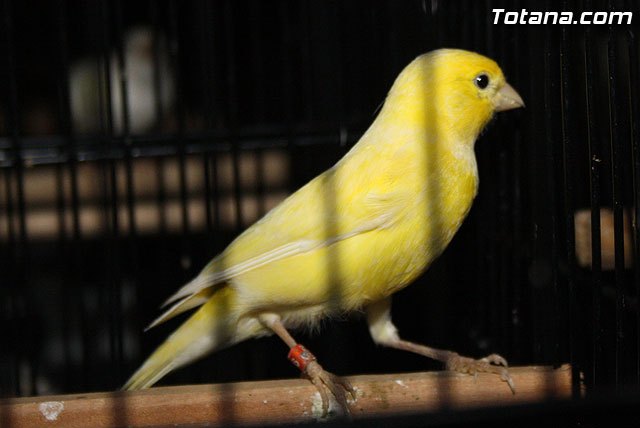 VIII edición de la Exhibición ornitológica fiestas Santa Eulalia - 1, Foto 1