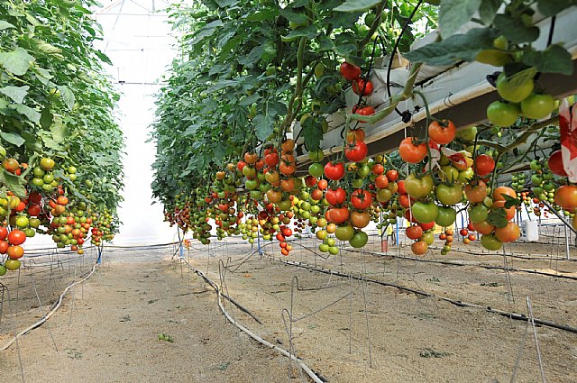 Agricultura aboga por seguir investigando fórmulas para mejorar la competitividad del sector productor de tomate - 1, Foto 1