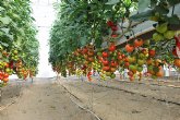 Agricultura aboga por seguir investigando fórmulas para mejorar la competitividad del sector productor de tomate
