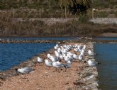 Agricultura inicia la adecuacin biolgica de los humedales del entorno del Mar Menor