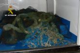 La Guardia Civil desmantela un grupo de jvenes dedicados a la sustraccin de plomo a redes de pescadores