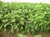 Agricultura impulsa un nuevo sistema de control no qumico de plagas en cultivos de pimiento en invernadero