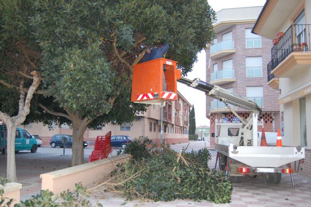 Podan los ficus de la plaza del Ayuntamiento para garantizar la seguridad - 1, Foto 1