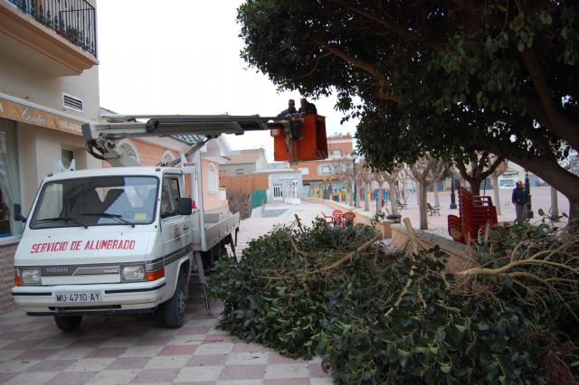 Podan los ficus de la plaza del Ayuntamiento para garantizar la seguridad - 2, Foto 2