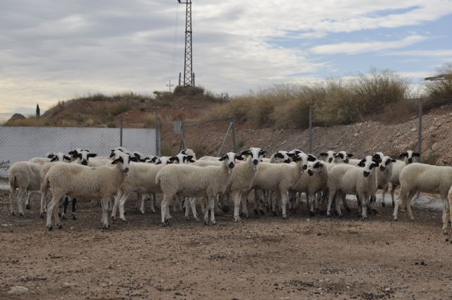 La Granja de la Universidad de Murcia recibe un rebaño de ovejas Montesinas para la investigación y las prácticas de alumnos - 2, Foto 2