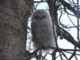 El Ayuntamiento traslada un rbol seco donde anidaba un pequeño bho