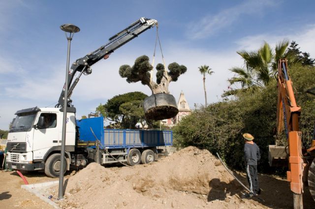 Un olivo centenario adorna la Vía Verde de Barrio Peral - 1, Foto 1
