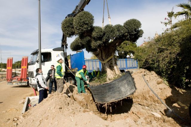 Un olivo centenario adorna la Vía Verde de Barrio Peral - 2, Foto 2