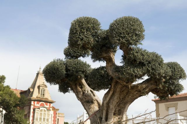 Un olivo centenario adorna la Vía Verde de Barrio Peral - 3, Foto 3