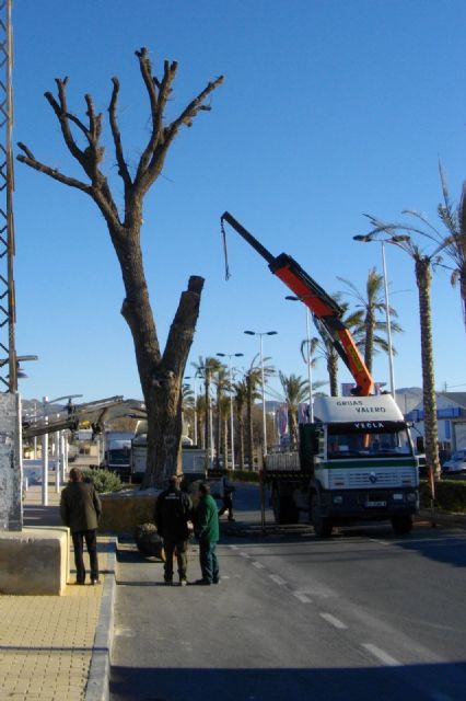 La tala de un gran olmo enfermo e irrecuperable mejora la seguridad en el tráfico en la entrada desde Villena - 1, Foto 1