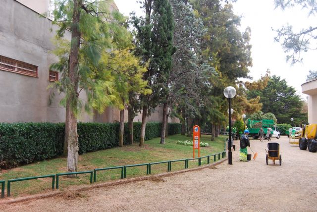 The city removed three municipal park casuarinas Marcos Ortiz, Foto 2