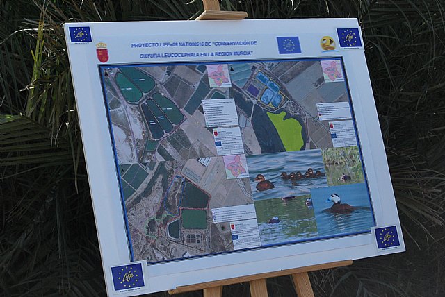 Una especie de pato declarada de extincin mundial, ha encontrado su hbitat en Alhama, Foto 4