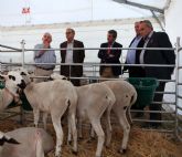 El alcalde destaca que 'la concesión de la IGP garantiza la pervivencia y calidad del cordero segureño'