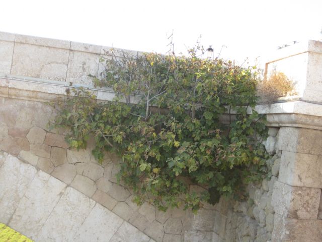 La desidia de adueña de la pasarela Manterola y del puente viejo del Barrio en Lorca - 3, Foto 3