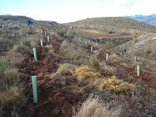 La Comunidad concluye las obras de mejora de la cubierta vegetal del monte Rambla de Gilico y Los Cambrones en el municipio de Cehegín - 1, Foto 1