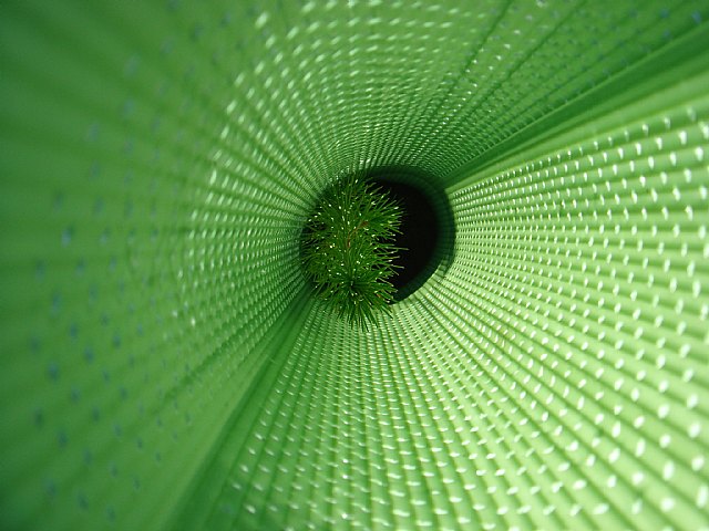 La Comunidad concluye las obras de mejora de la cubierta vegetal del monte Rambla de Gilico y Los Cambrones en el municipio de Cehegín - 2, Foto 2