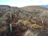 La Comunidad concluye las obras de mejora de la cubierta vegetal del monte Rambla de Gilico y Los Cambrones en el municipio de Cehegín