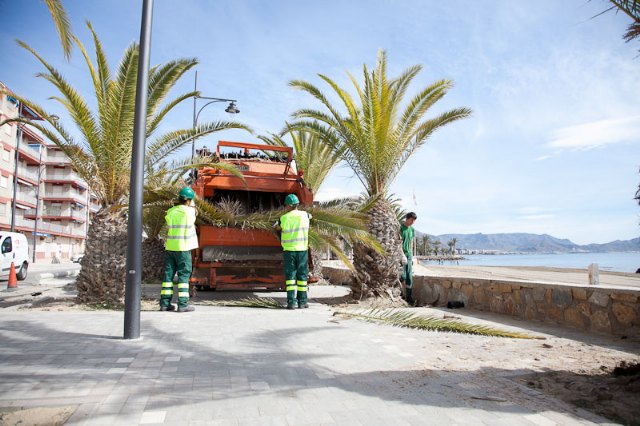 Podan las palmeras del Paseo del Puerto y de la Avenida Doctor Meca, Foto 1
