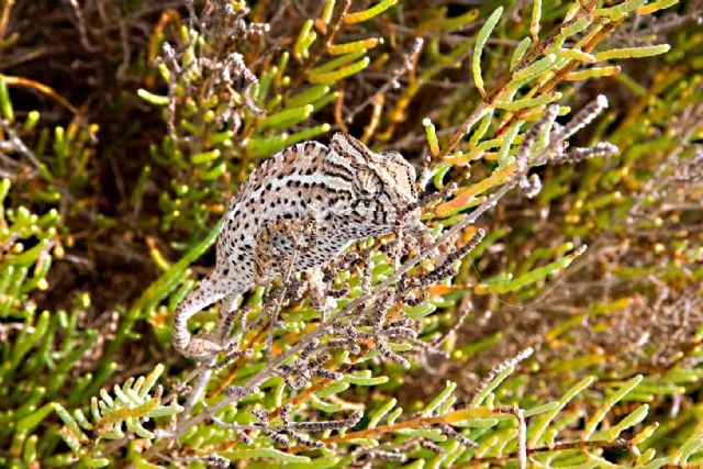 Turismo premia las mejores imágenes del Parque Regional Salinas y Arenales de San Pedro en la IX Travesía Fotográfica - 1, Foto 1