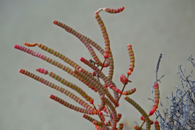 Turismo premia las mejores imágenes del Parque Regional Salinas y Arenales de San Pedro en la IX Travesía Fotográfica - 2, Foto 2