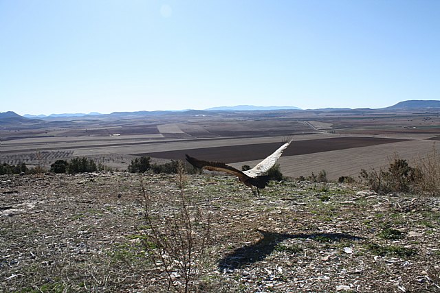 Agricultura libera cinco buitres leonados en la sierra de Mojantes tras su paso por el Centro de Recuperacin de Fauna Silvestre, Foto 1