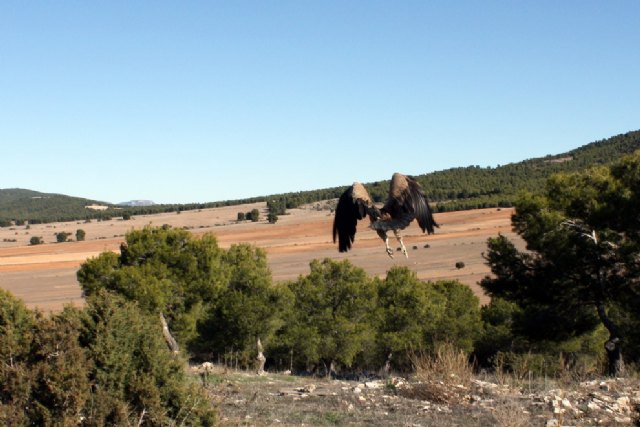 Agricultura libera cinco buitres leonados en la sierra de Mojantes tras su paso por el Centro de Recuperacin de Fauna Silvestre, Foto 2