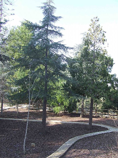 El Parque Regional El Valle celebra dos visitas guiadas en su jardín botánico Arboretum - 3, Foto 3