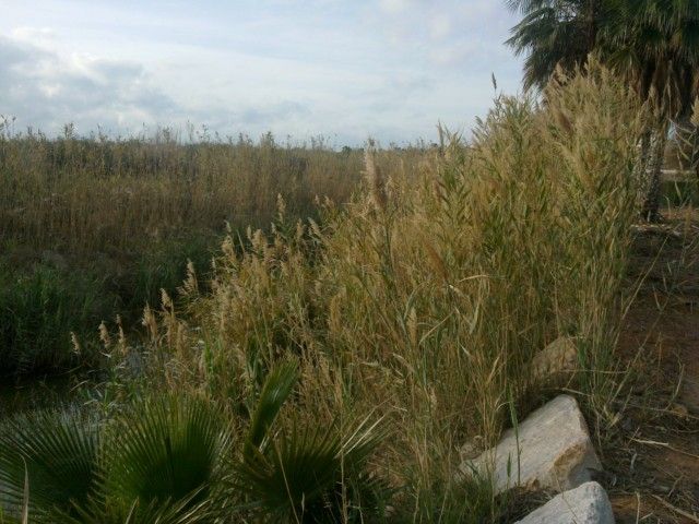 Democracia Pinatarense: Cuestión de días - 2, Foto 2