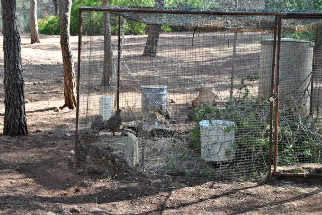 El Ayuntamiento cede instalaciones en el monte a la Sociedad de Cazadores para la cría de perdiz roja - 2, Foto 2