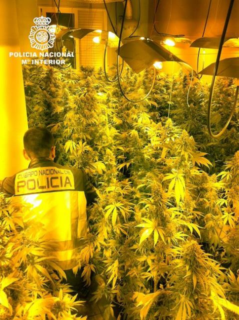 La Policía Nacional desmantela una plantación de marihuana en un chalé e interviene 100 kilos de droga - 1, Foto 1
