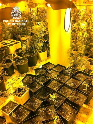 La Policía Nacional desmantela una plantación de marihuana en un chalé e interviene 100 kilos de droga - 2, Foto 2