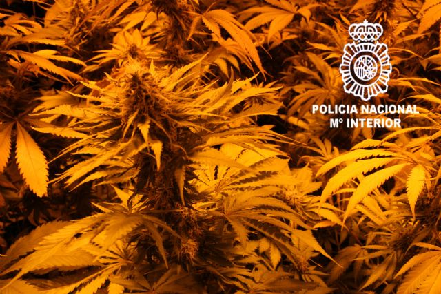 La Policía Nacional desmantela una plantación de marihuana en un chalé e interviene 100 kilos de droga - 4, Foto 4
