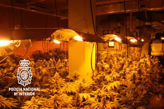La Policía Nacional desmantela una plantación de marihuana en un chalé e interviene 100 kilos de droga - 5, Foto 5