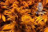 La Polica Nacional desmantela una plantacin de marihuana en un chal e interviene 100 kilos de droga