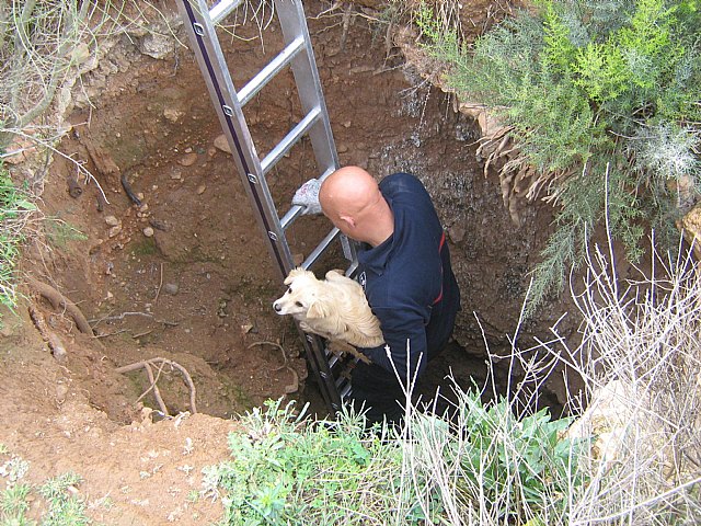 Rescatan un perro de un pozo en Fuente Álamo - 1, Foto 1
