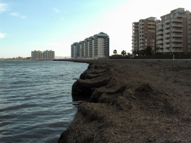 Las algas invaden las playas de La Manga norte a causa del temporal - 1, Foto 1