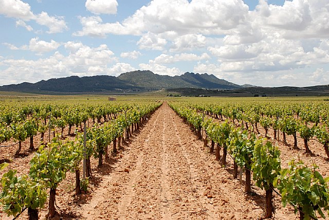 Agricultura concede las ayudas para el abandono de viñedo de la campaña 2010-2011 - 1, Foto 1