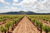 Agricultura concede las ayudas para el abandono de viñedo de la campaña 2010-2011