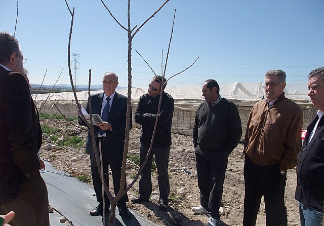 La Comunidad prevé que la finca experimental de Molina de Segura puede obtener buena producción de cereza temprana con poca agua - 1, Foto 1