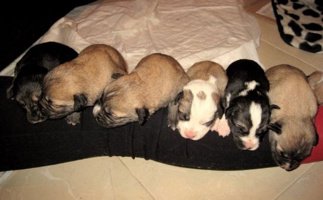La Asociación Ayuda Animal recoge a ocho cachorros que la Policía Local de Murcia encontró abandonados en la calle - 1, Foto 1