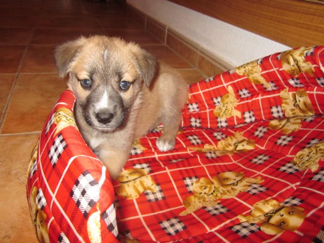 La Asociación Ayuda Animal recoge a ocho cachorros que la Policía Local de Murcia encontró abandonados en la calle - 2, Foto 2