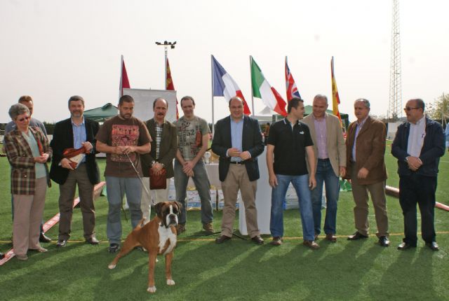 Más de 400 ejemplares de perros de raza bóxer durante el fin de semana en Puerto Lumbreras en el Campeonato del Año Bóxer España - 1, Foto 1
