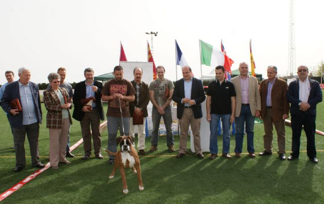 Más de 400 ejemplares de perros de raza bóxer durante el fin de semana en Puerto Lumbreras en el Campeonato del Año Bóxer España - 2, Foto 2