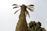 El Ayuntamiento comienza la retirada de palmeras secas en el centro