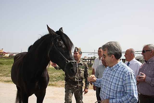 Comienza la parada de sementales en el Centro de Inseminación Artificial Equina de Lorca - 1, Foto 1