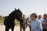 Comienza la parada de sementales en el Centro de Inseminacin Artificial Equina de Lorca