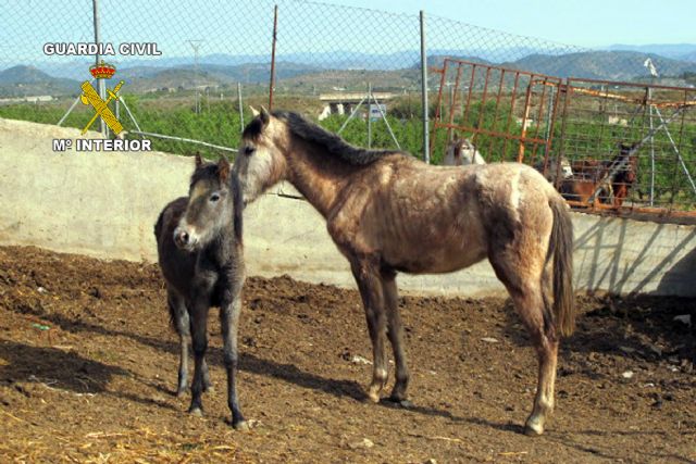 La Guardia Civil inmoviliza los animales de una explotación ganadera - 1, Foto 1